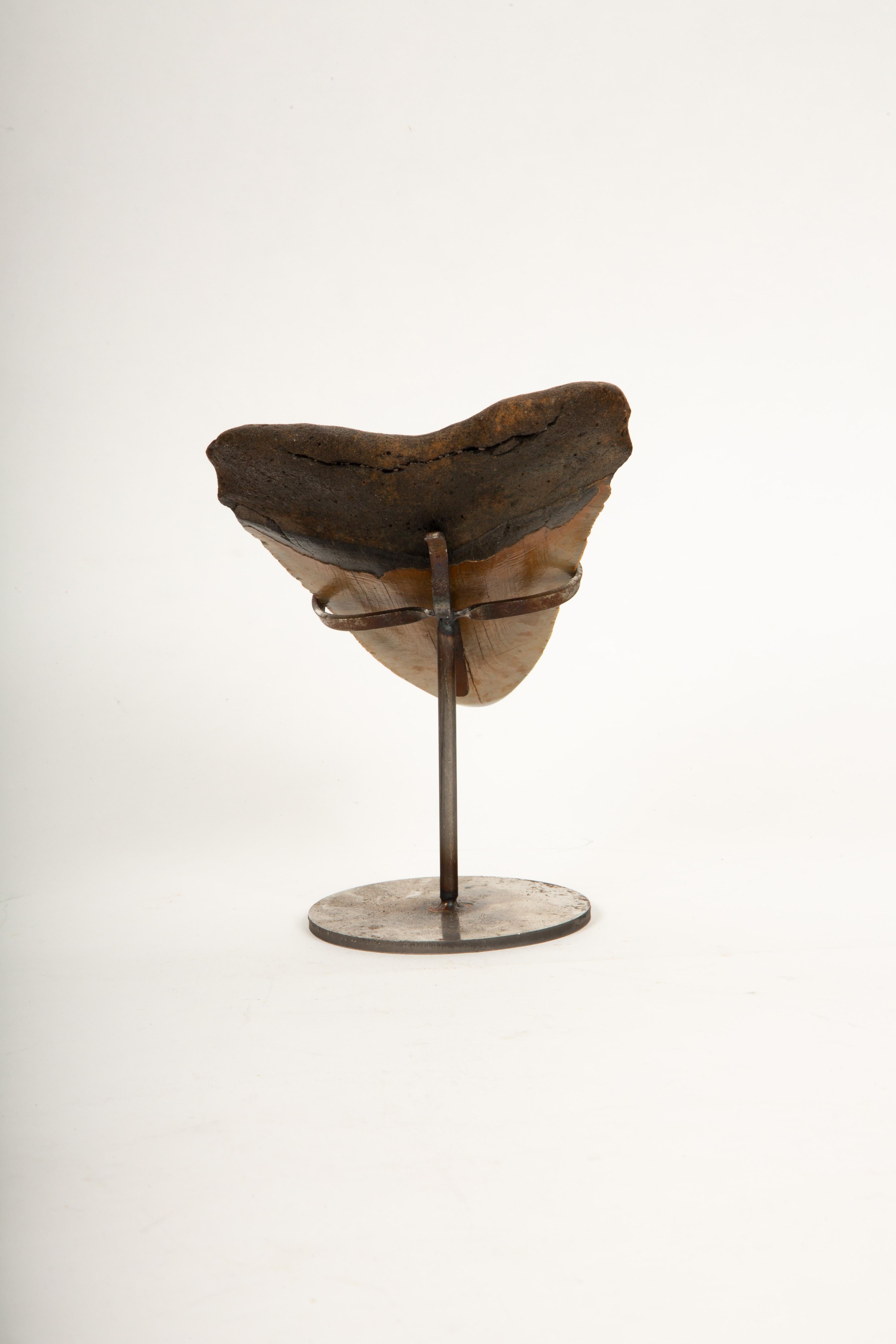 Jaws Dropped: The Ultimate Megalodon Memento In Excellent Condition In New York, NY