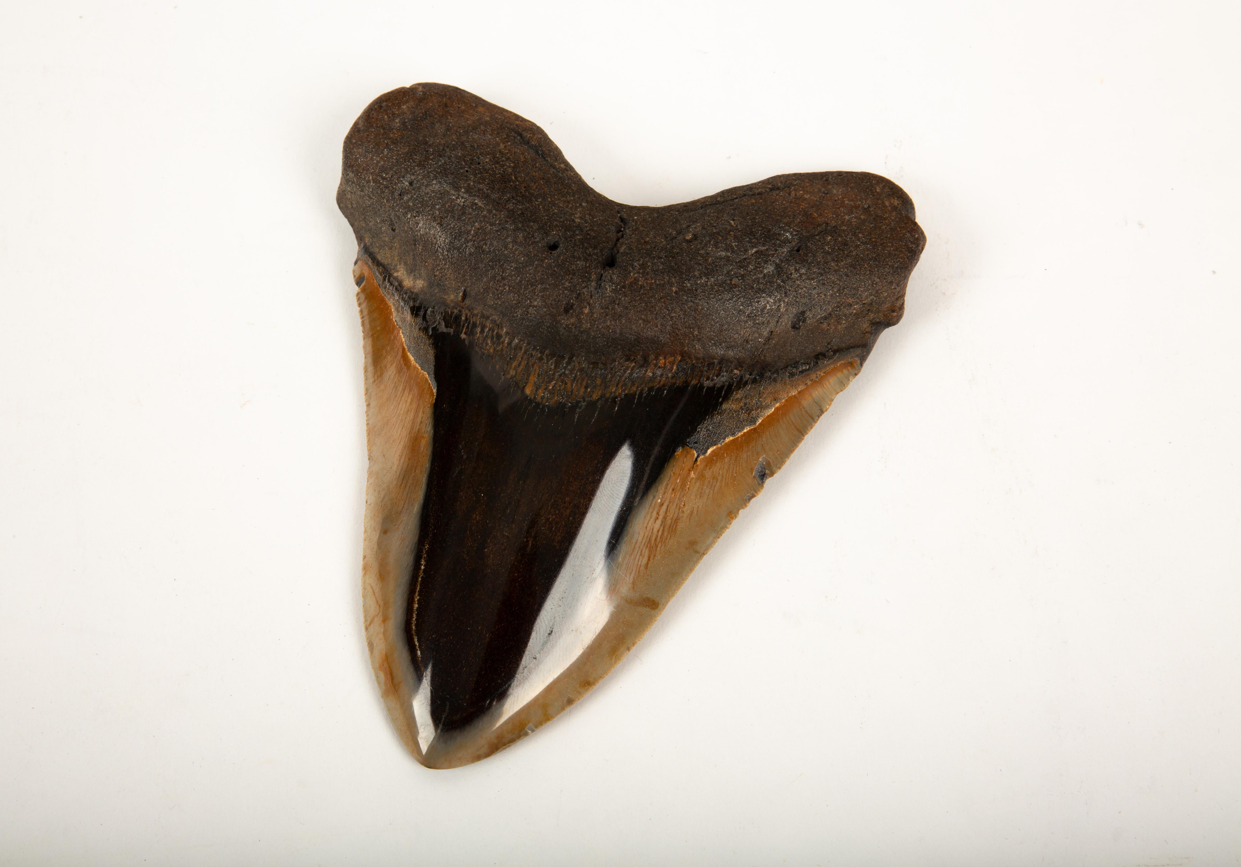 Stone Jaws Dropped: The Ultimate Megalodon Memento