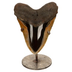 Jaws Dropped: The Ultimate Megalodon Memento