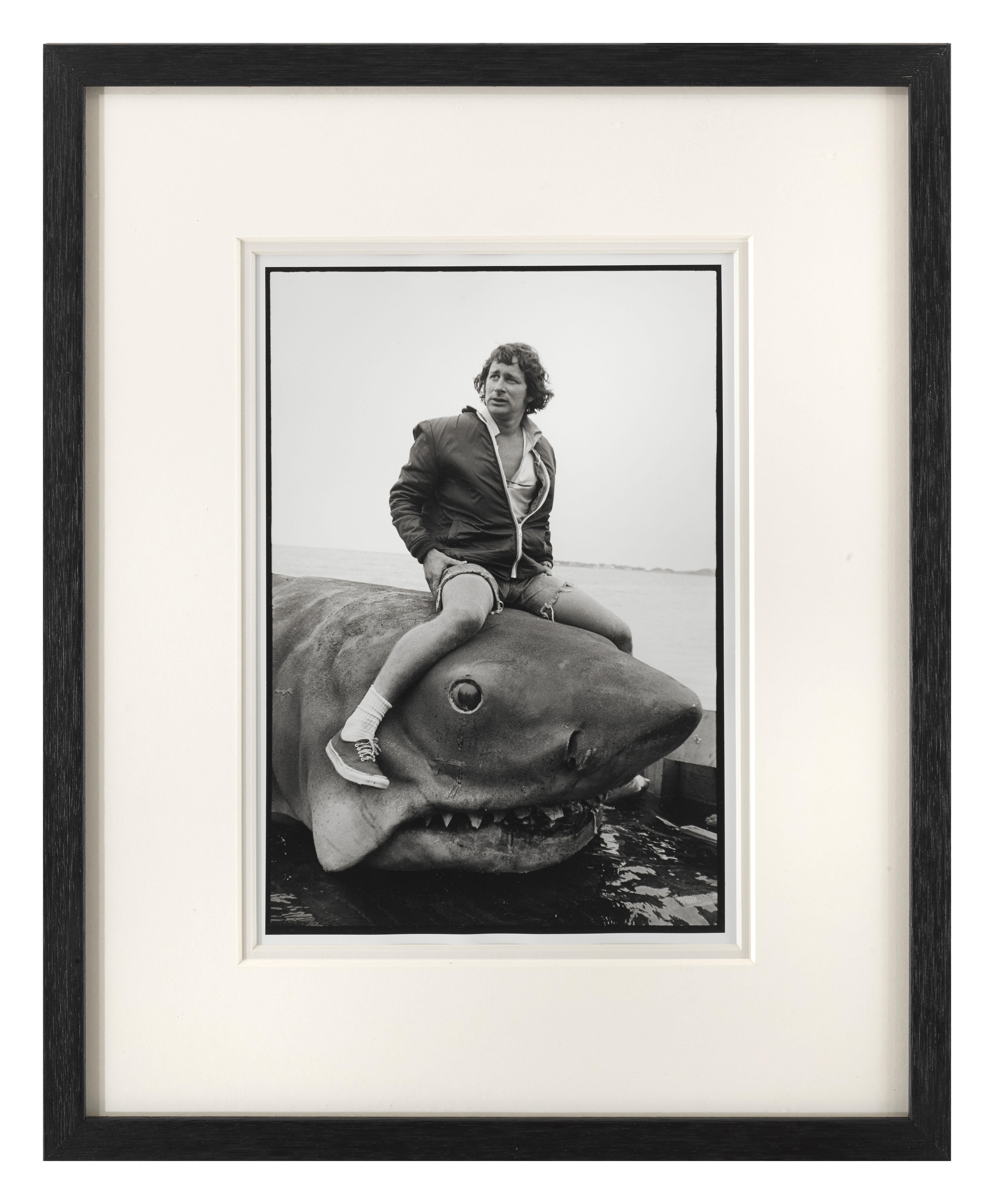 Tiburón Estadounidense en venta