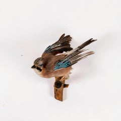Jay Bird Taxidermy