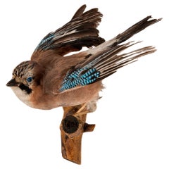 Jay Bird Taxidermy