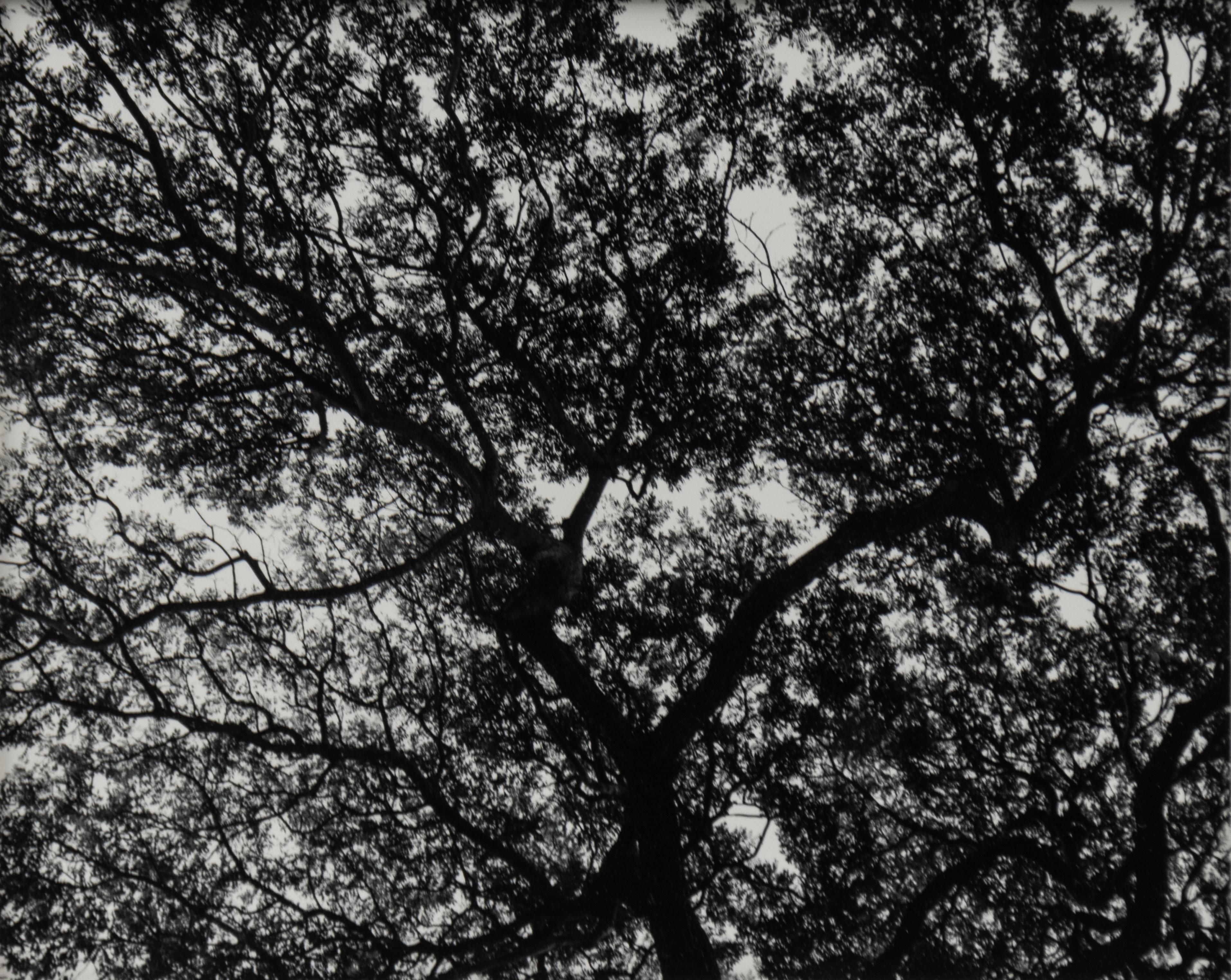 Jay Zuckerkorn Landscape Photograph – Moanacua 1