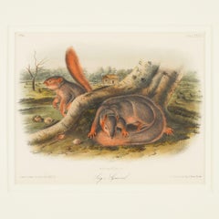 Jay's Squirrel from the “Quadrupeds of North America" by J.J. Audubon, 1848