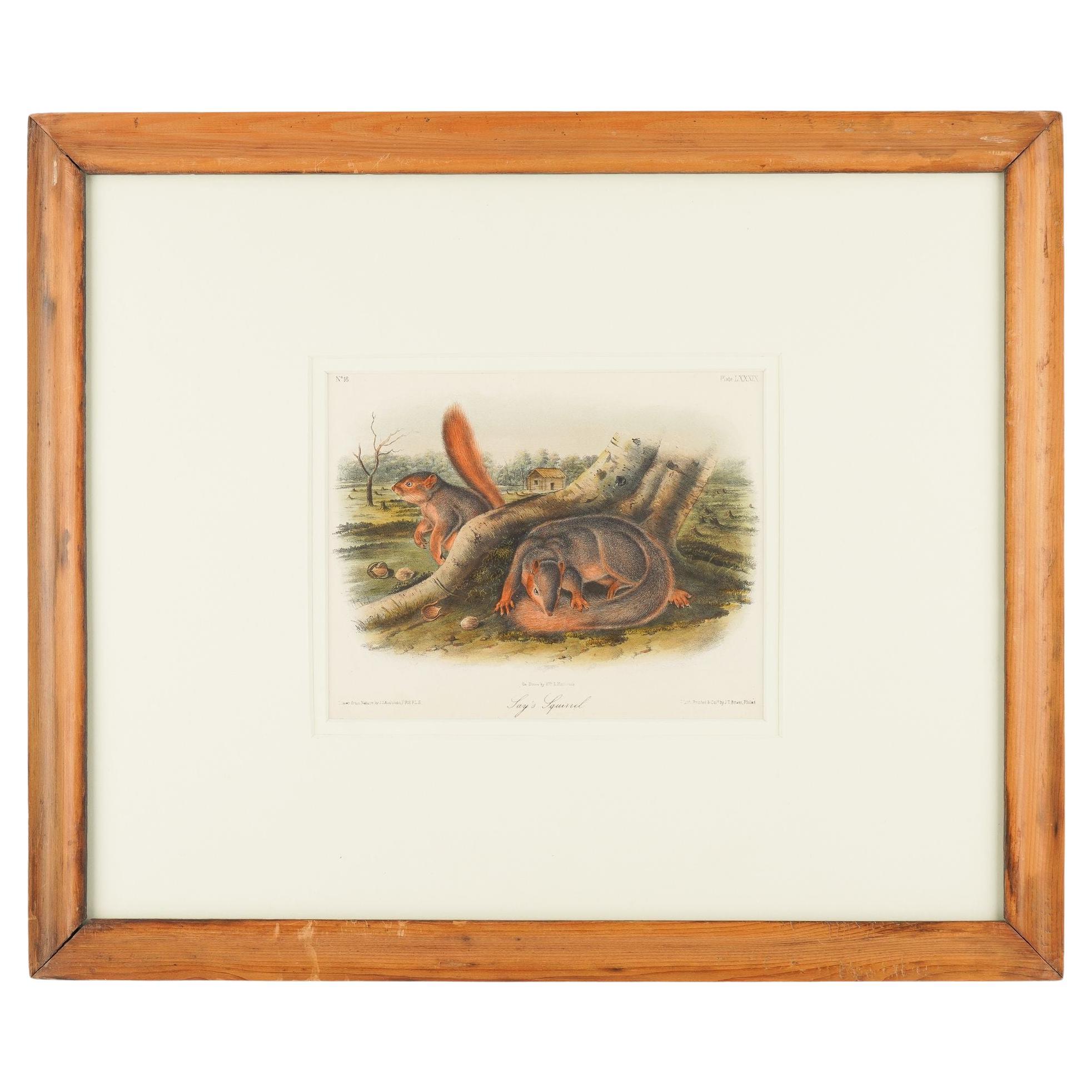 Scoiattolo di Jay da "Quadrupeds of North America" di J.J. Audubon, 1848 in vendita