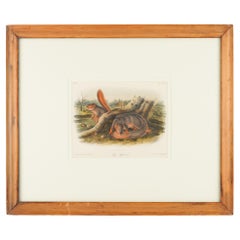 Ardilla de Jay del libro "Cuadrúpedos de Norteamérica" de J.J. Audubon, 1848