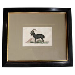 Jbex Engraved Print from George Shaw's "Systematic Natural History"