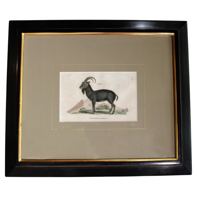 Jbex Engraved Print from Shaw's "Systematic Natural History" For