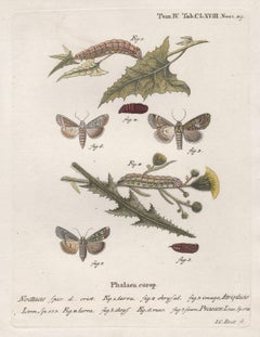 Esper Antike Schmetterlingsgravur aus dem 18. Jahrhundert mit Original-Handkolorierung