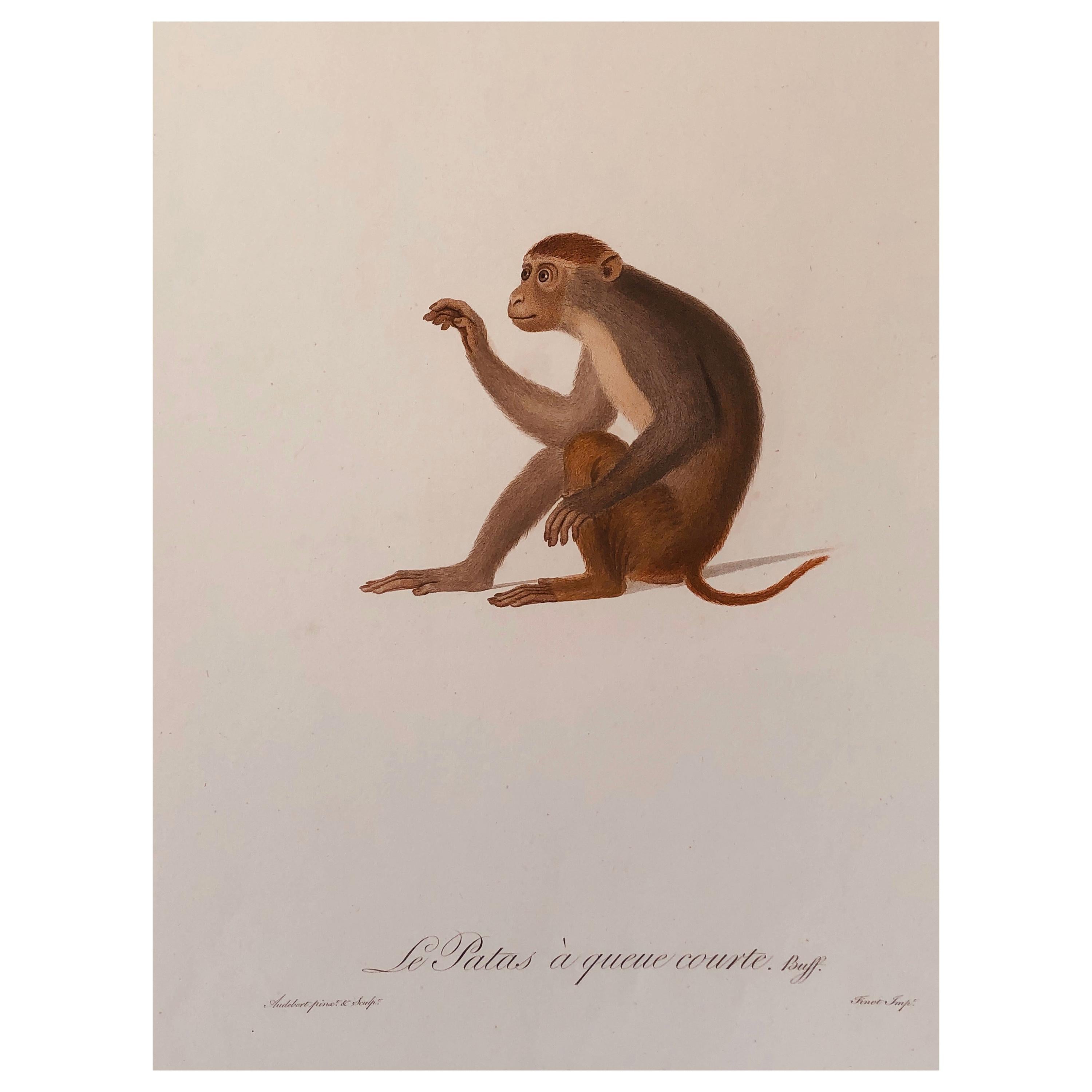 Jean-Baptiste Audebert Hand-Colored Engraving of a Patas Monkey