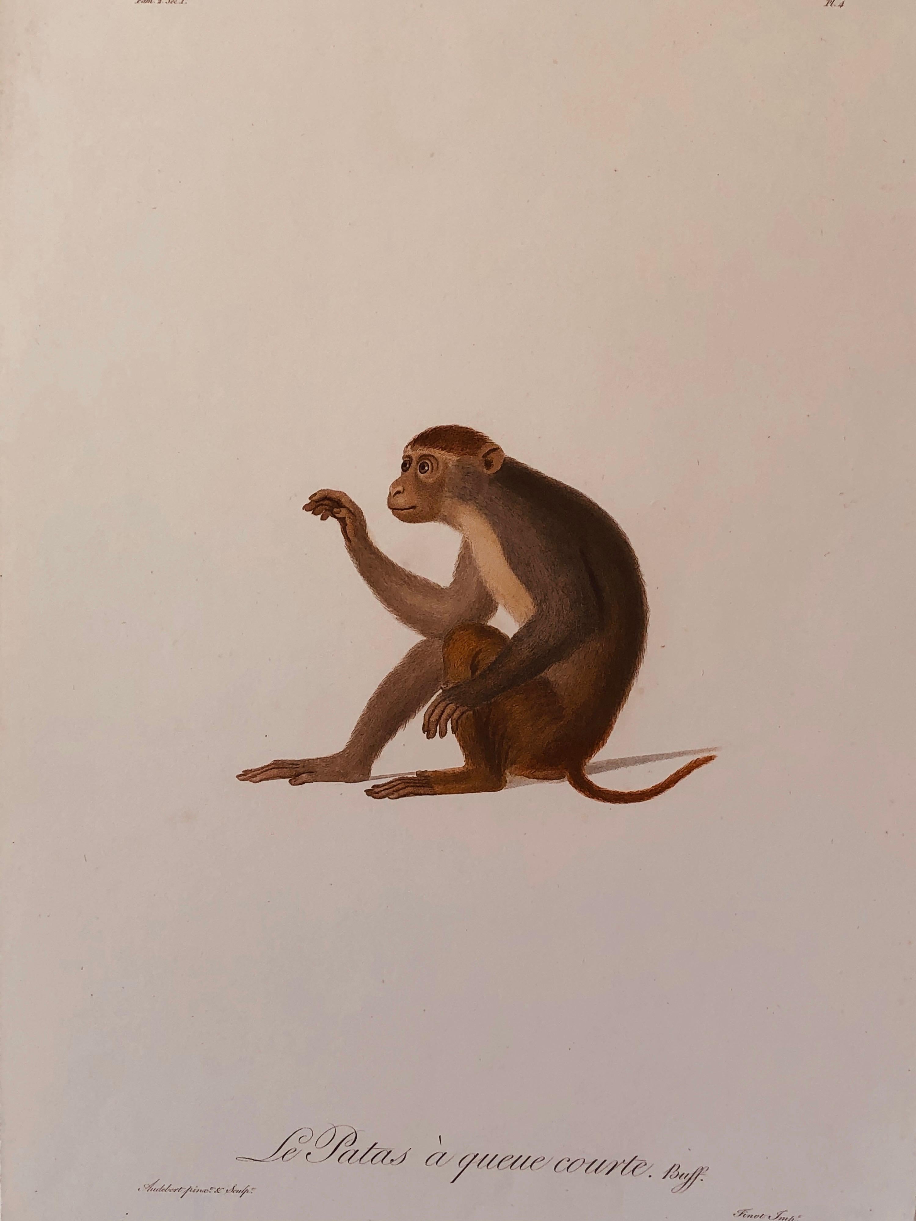 Rare hand-colored engraving by Jean-Baptiste Audebert (1759-1800) of a patas or West African short tailed monkey. From Audebert's monograph Histoire Naturelle
Des Singe. Unframed but in a matte. Printed by Finot. Sheet size: 20.25 x 13.