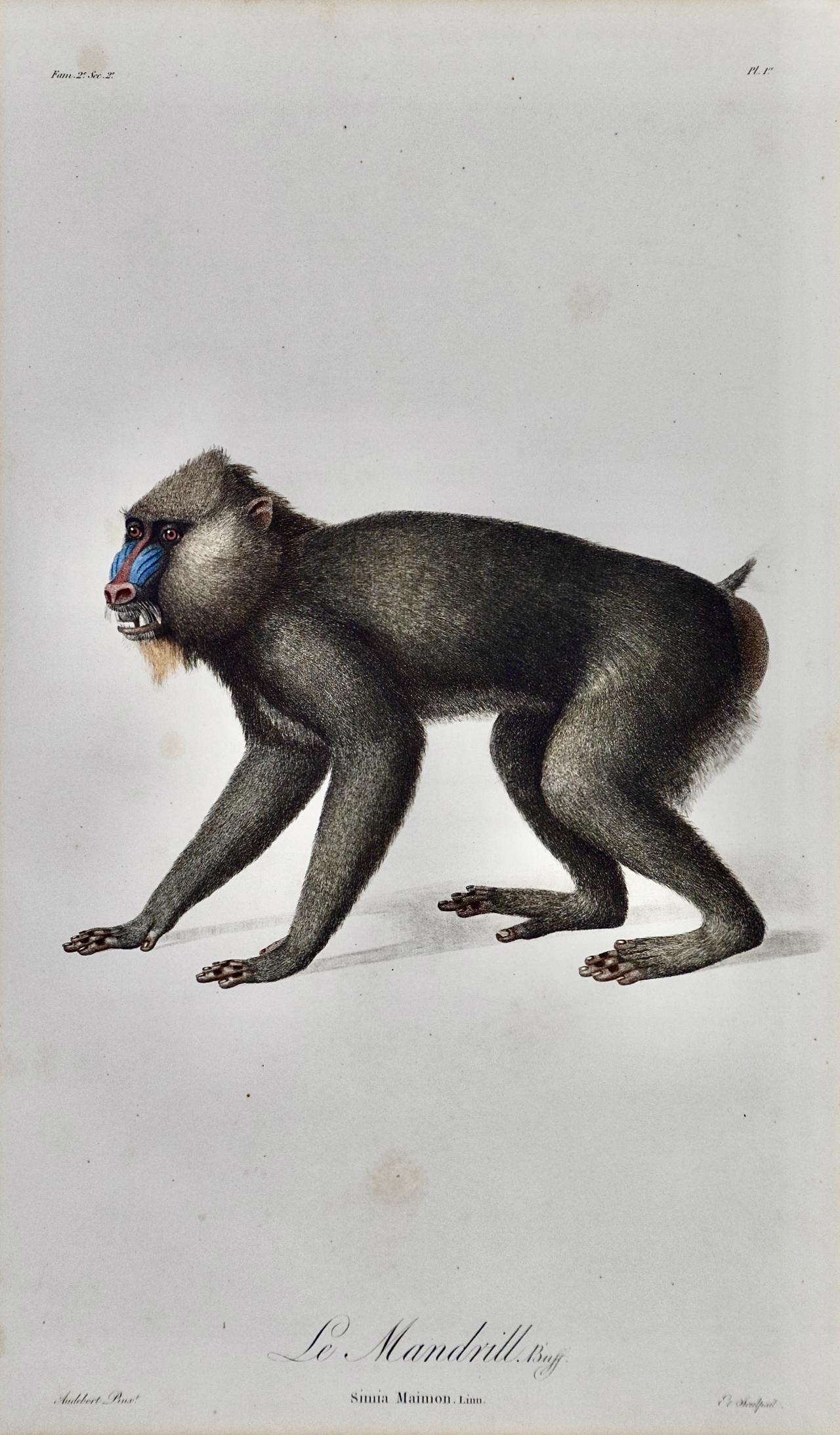 African Mandrill Monkey: A Framed 18th C. Hand-colored Engraving by Audebert - Print by Jean Baptiste Auderbert