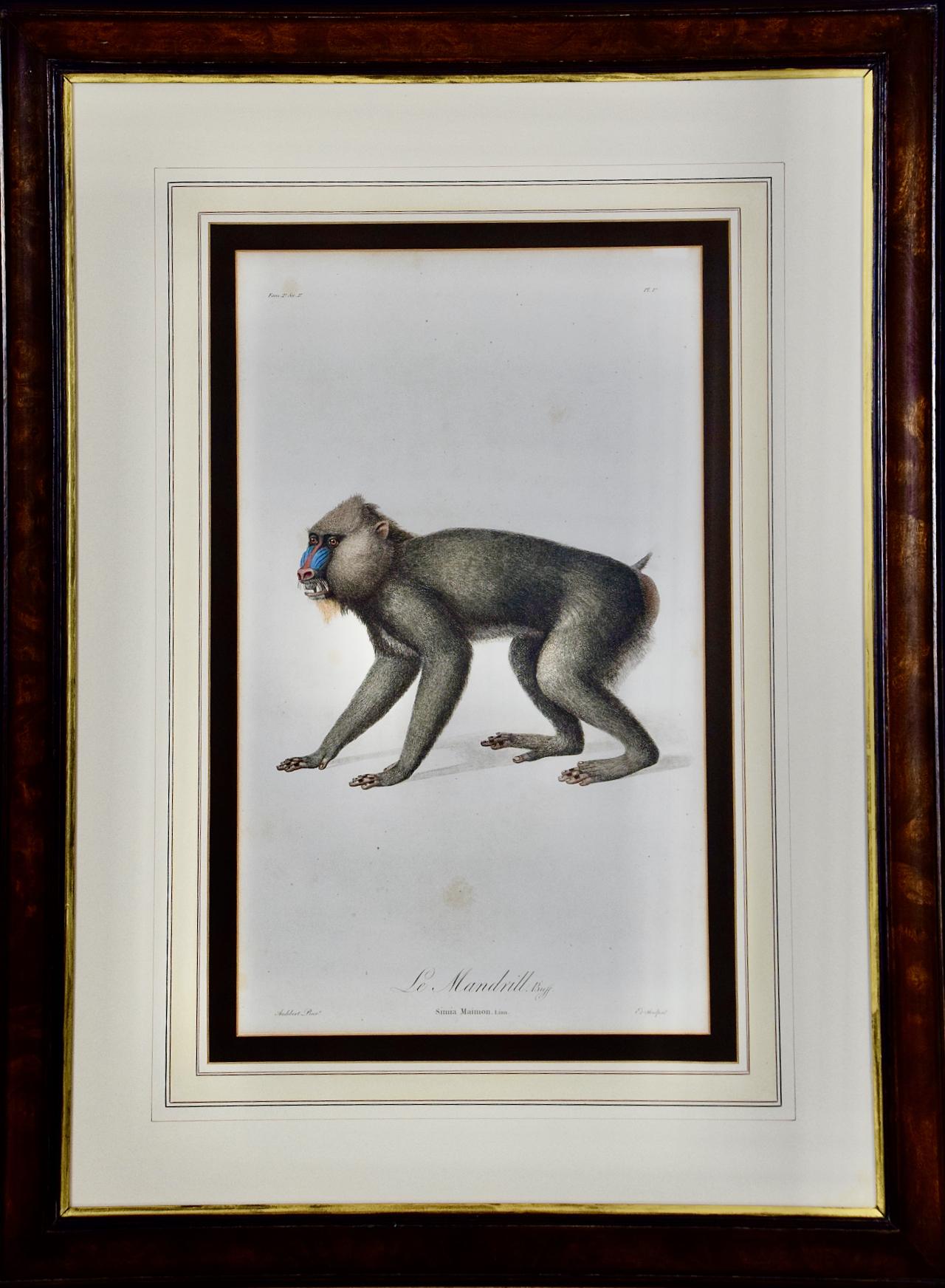 African Mandrill Monkey: A Framed 18th C. Hand-colored Engraving by Audebert