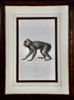 African Mandrill Monkey: A Framed 18th C. Hand-colored Engraving by Audebert