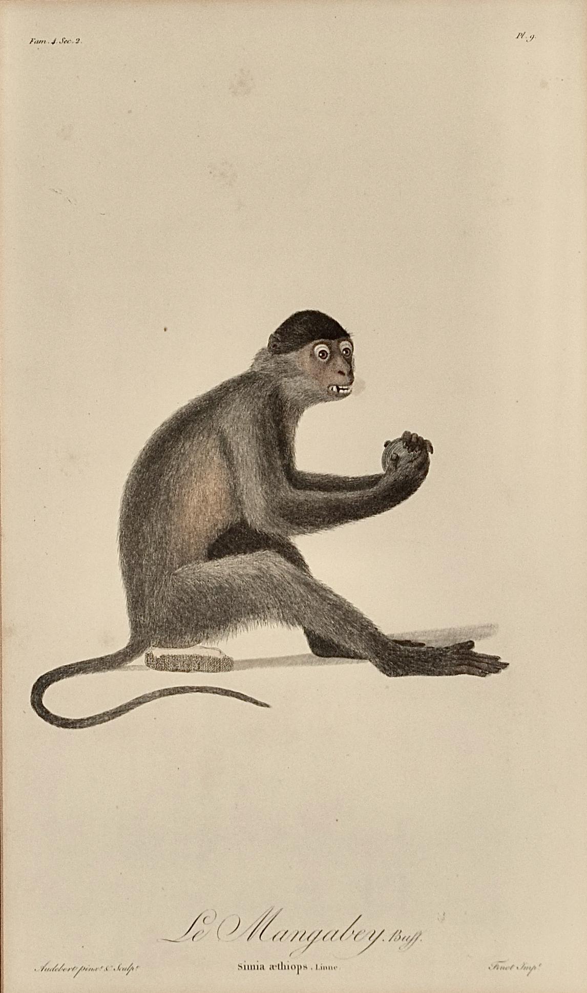  Le Mangabey Monkey: Framed Audebert 18th C. Hand-colored Engraving - Print by Jean Baptiste Auderbert