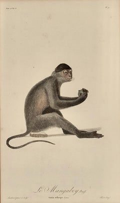 Le Mangabey Monkey: Framed Audebert 18th C. Hand-colored Engraving