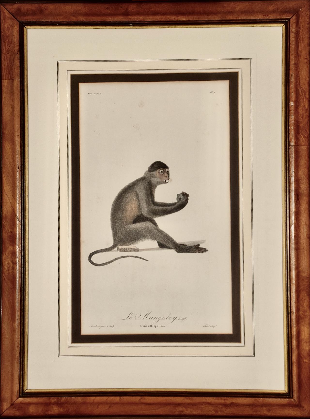  Le Mangabey Monkey : Gravure encadrée Audebert du 18e siècle, colorée à la main