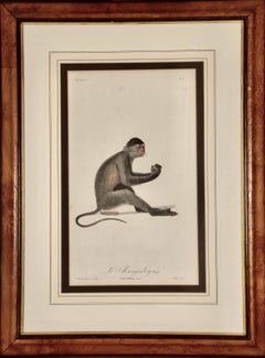 El Mono Mangabey: Grabado coloreado a mano Audebert del siglo XVIII enmarcado