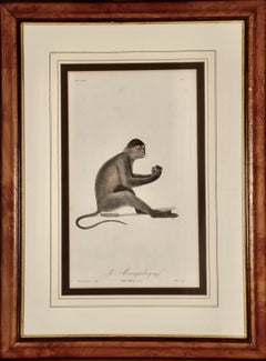 Antique  Le Mangabey Monkey: Framed Audebert 18th C. Hand-colored Engraving