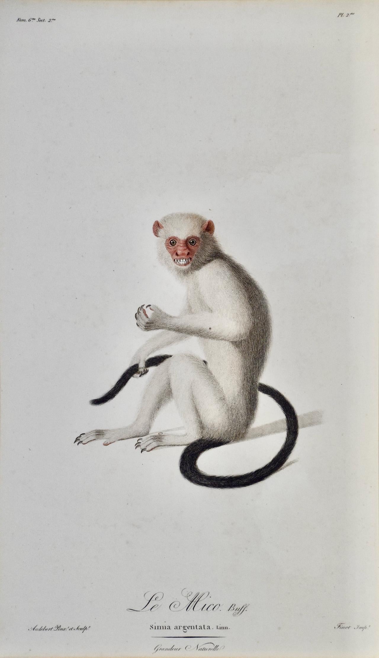 Silvery Marmoset Amazon Monkey: Framed Audebert 18th C. Hand-colored Engraving - Print by Jean Baptiste Auderbert