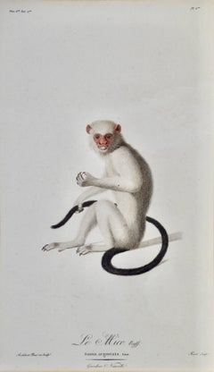 Silvery Marmoset Amazon Monkey: Framed Audebert 18th C. Hand-colored Engraving