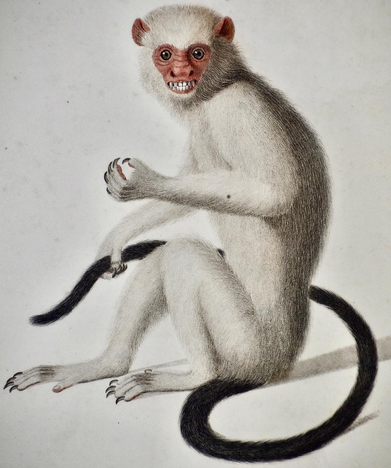 singe amazon argenté Marmoset : encadré Gravure d'Audebert du 18e siècle colorée à la main - Gris Animal Print par Jean Baptiste Auderbert