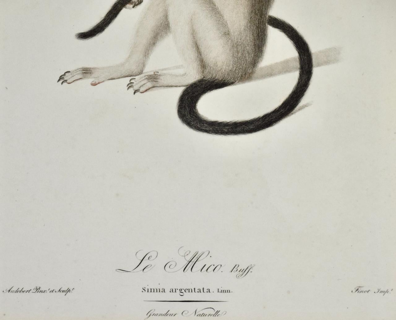 Il s'agit d'une gravure à pointes colorées du 18e siècle encadrée, de taille folio, avec finition à la main, intitulée « Le Mico ». Buff, Simia Argentata. « Linn » »