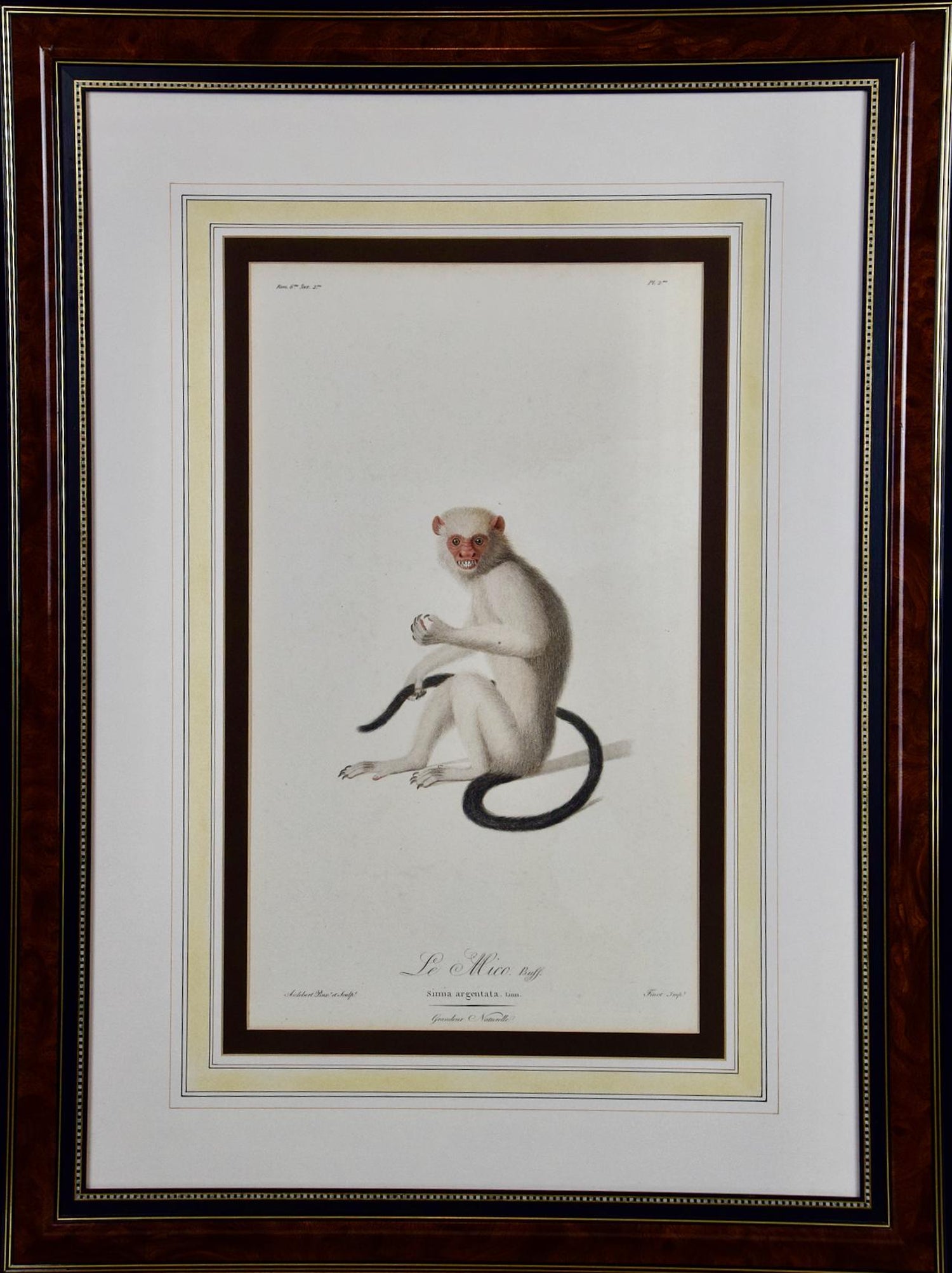 Jean Baptiste Auderbert - White-throated Capuchin Monkey: Framed Audebert  18th C. Hand-colored Engraving For Sale at 1stDibs