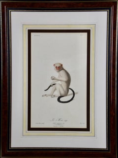 Antique Silvery Marmoset Amazon Monkey: Framed Audebert 18th C. Hand-colored Engraving