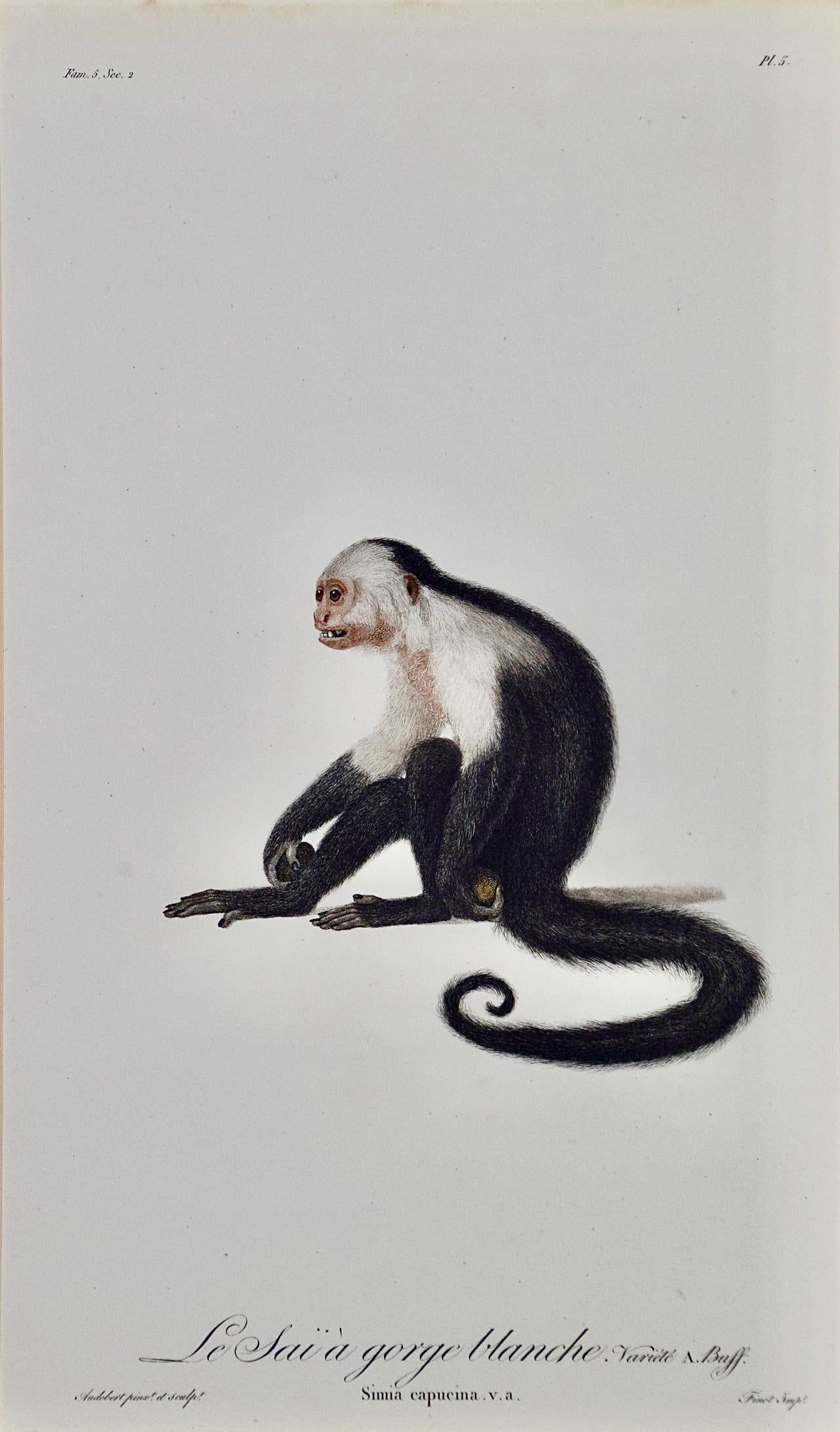 White-throated Capuchin Monkey: Framed Audebert 18th C. Hand-colored Engraving - Print by Jean Baptiste Auderbert