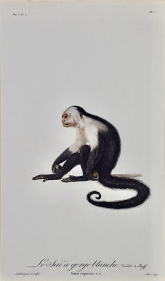 White-throated Capuchin Monkey: Framed Audebert 18th C. Hand-colored Engraving
