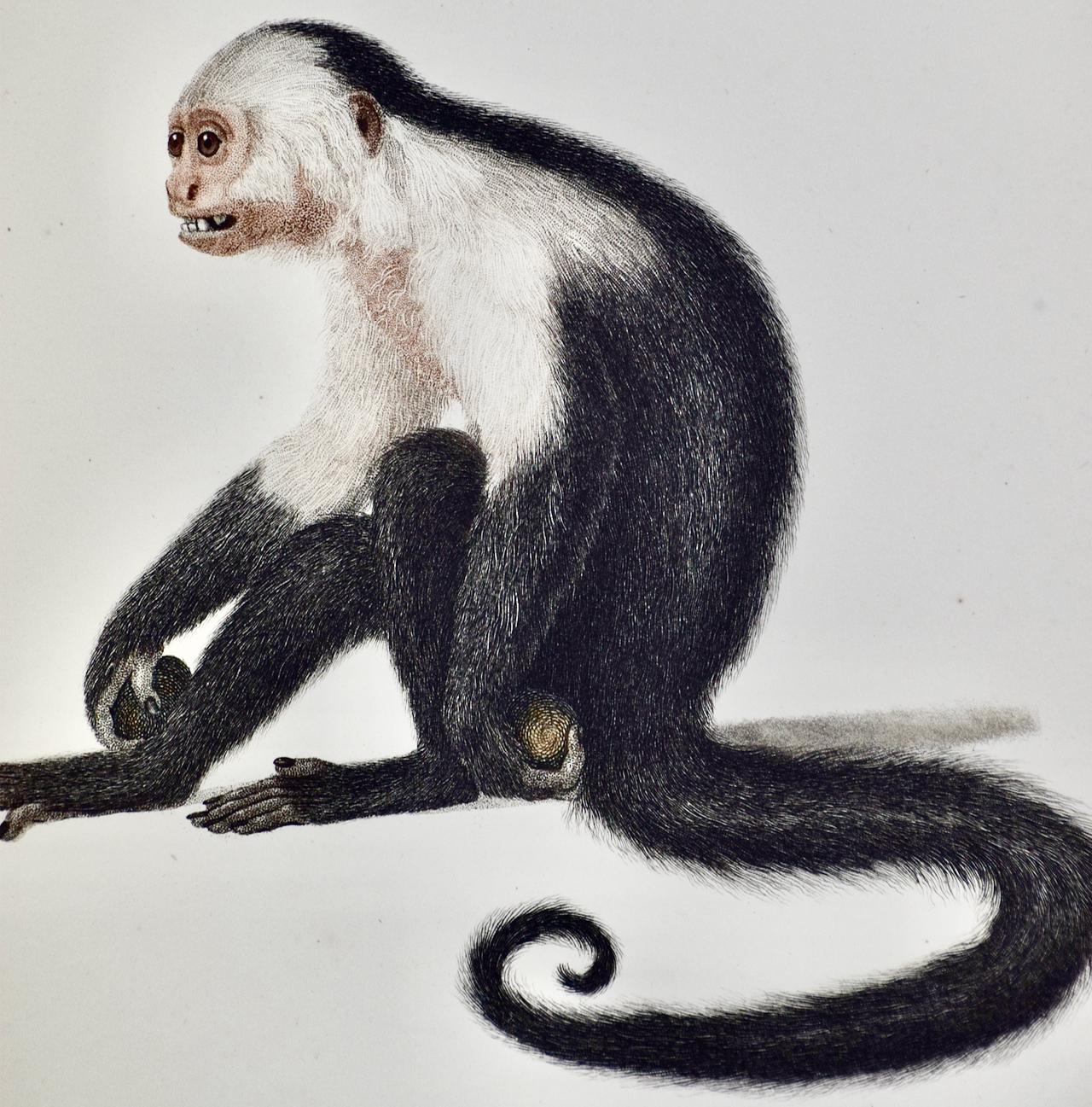 buff headed capuchin