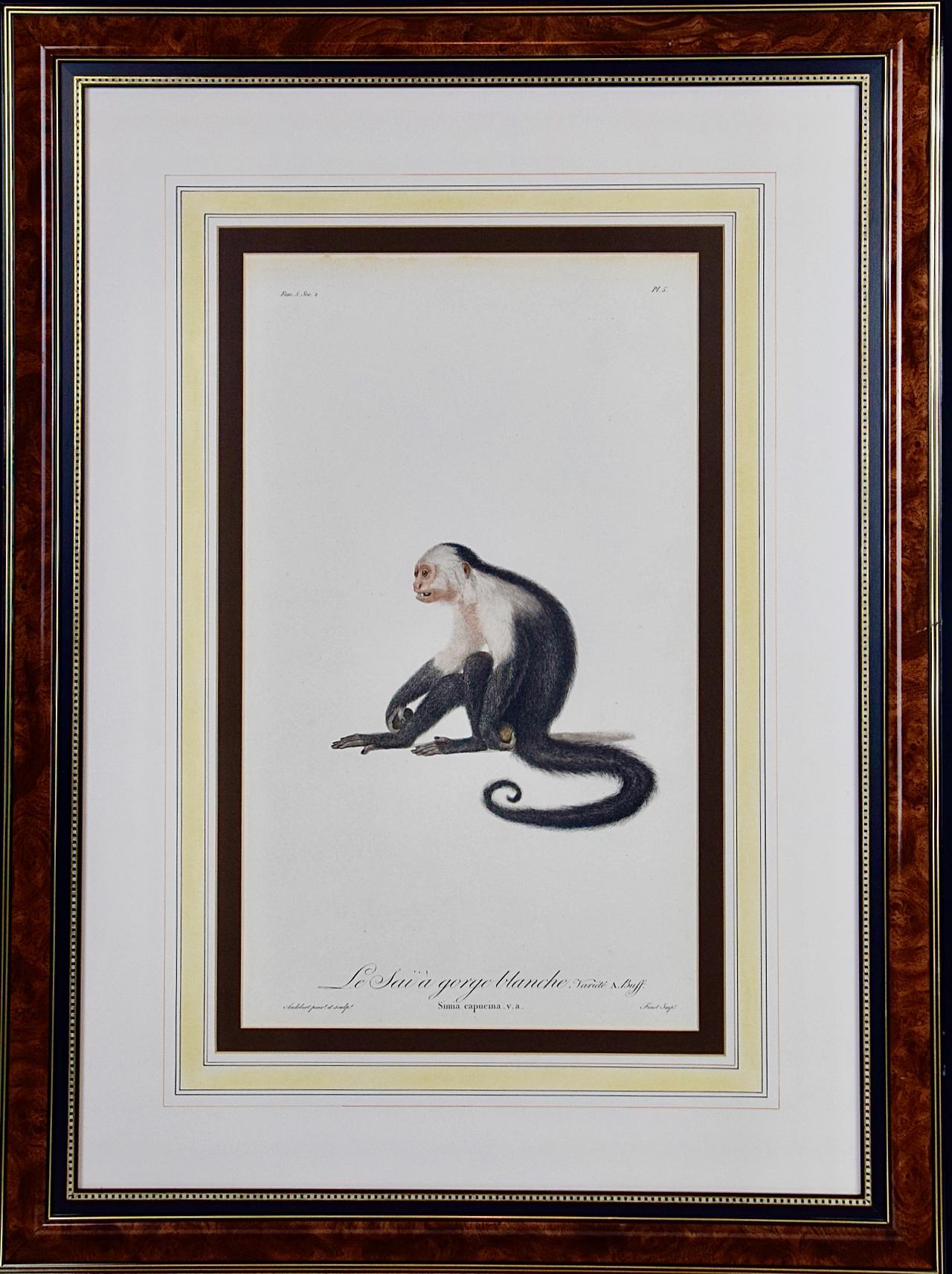 singe à capuchon blanc : Gravure encadrée Audebert du 18e siècle, colorée à la main