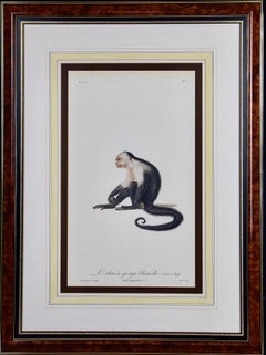 White-throated Capuchin Monkey: Framed Audebert 18th C. Hand-colored Engraving
