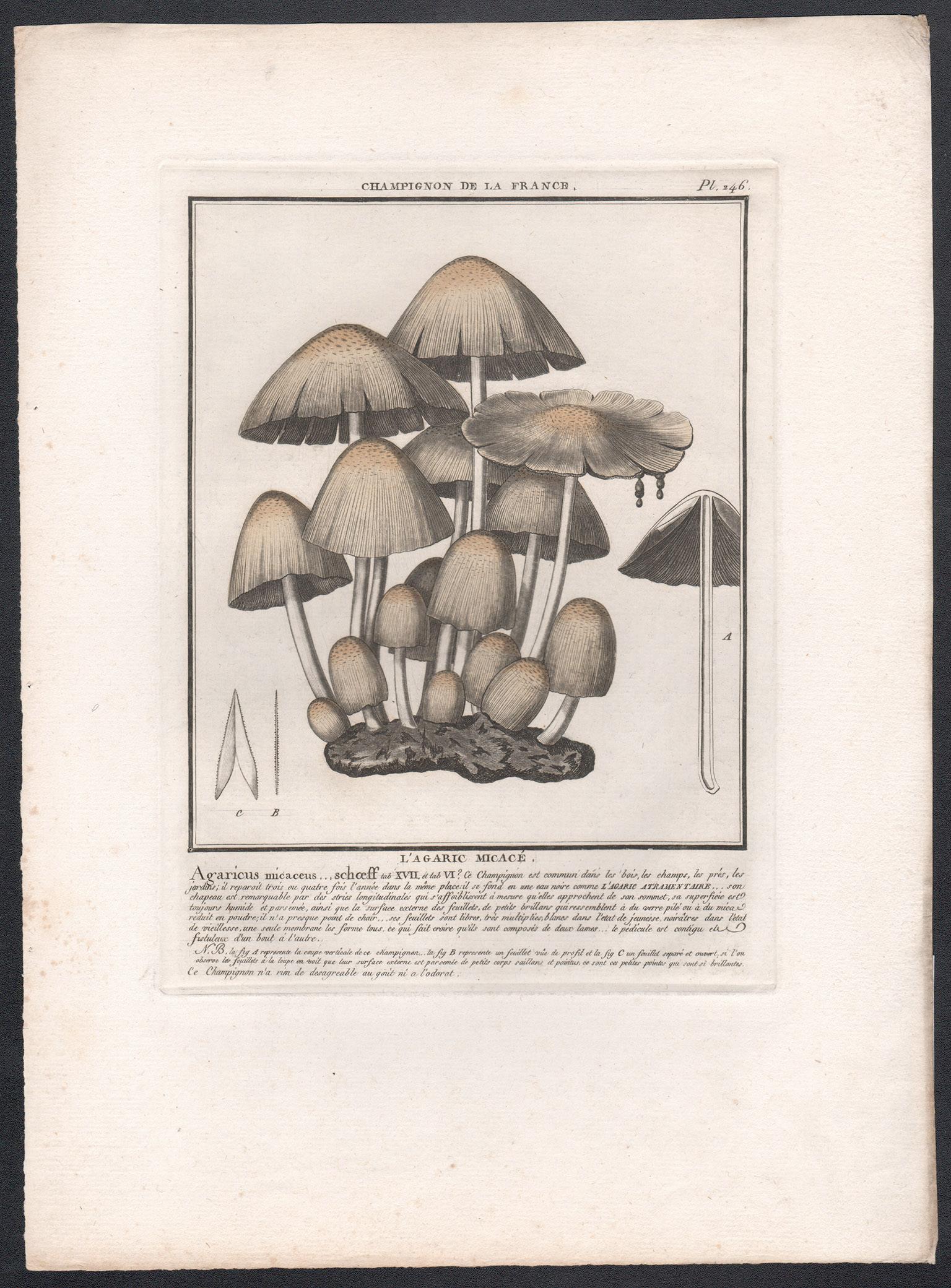 Champignon de la France, a French antique mushroom engraving, 1791 - Print by Jean Baptiste Francois Buillard