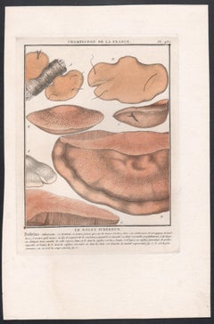 Champignon de la France, grabado francés antiguo de setas, 1791