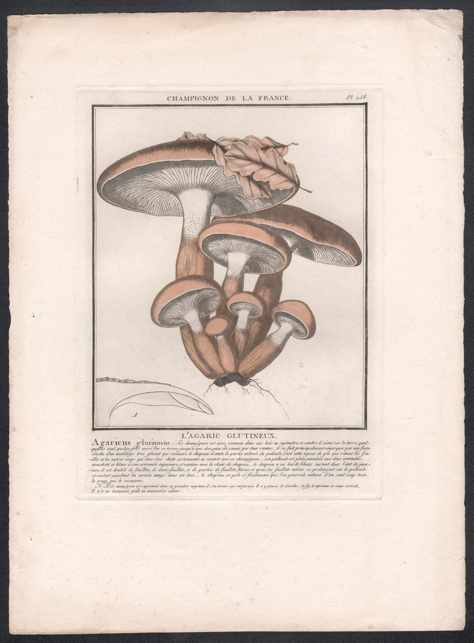 Champignon de la France, a French antique mushroom engraving, 1791 - Print by Jean Baptiste Francois Buillard
