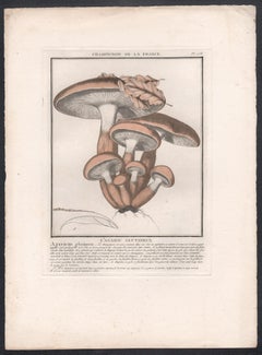 Champignon de la France, a French antique mushroom engraving, 1791
