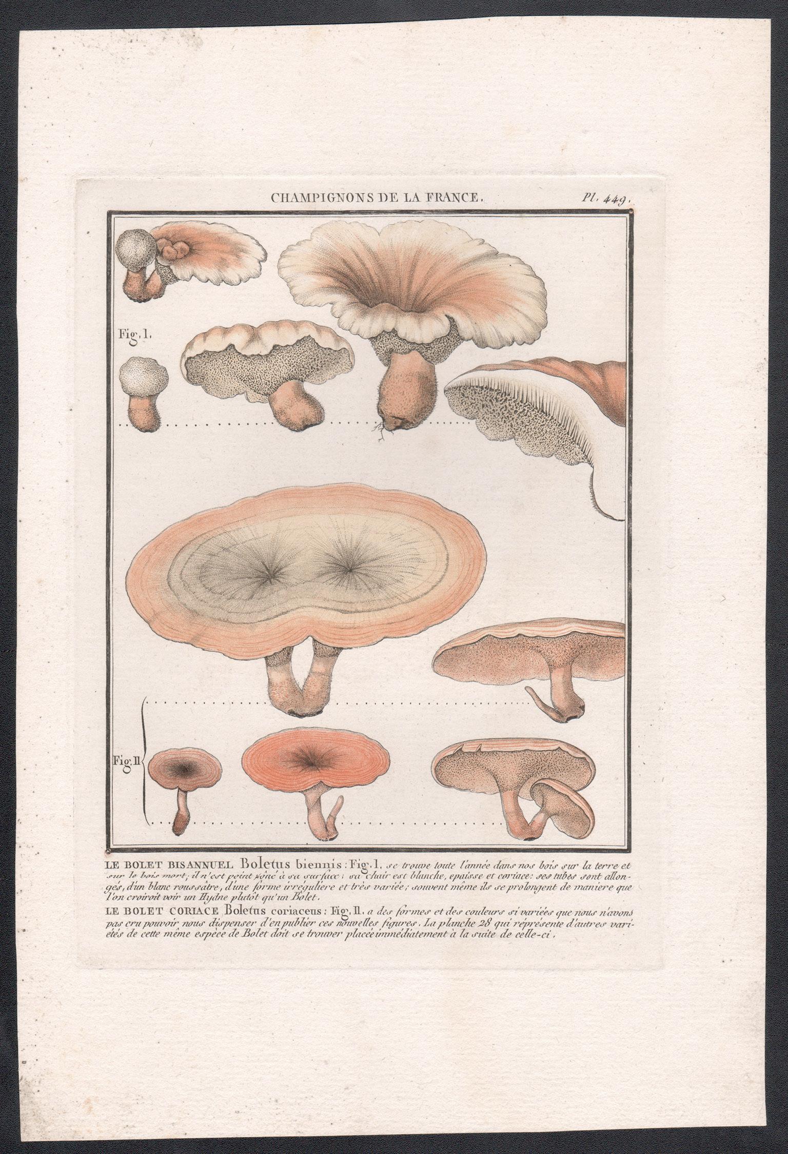 Champignon de la France, a French antique mushroom engraving, 1791 - Print by Jean Baptiste Francois Buillard
