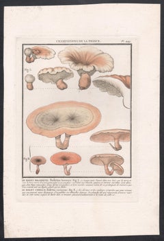 Champignon de la France, grabado francés antiguo de setas, 1791