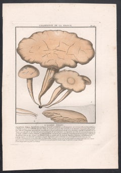 Champignon de la France, grabado francés antiguo de setas, 1791