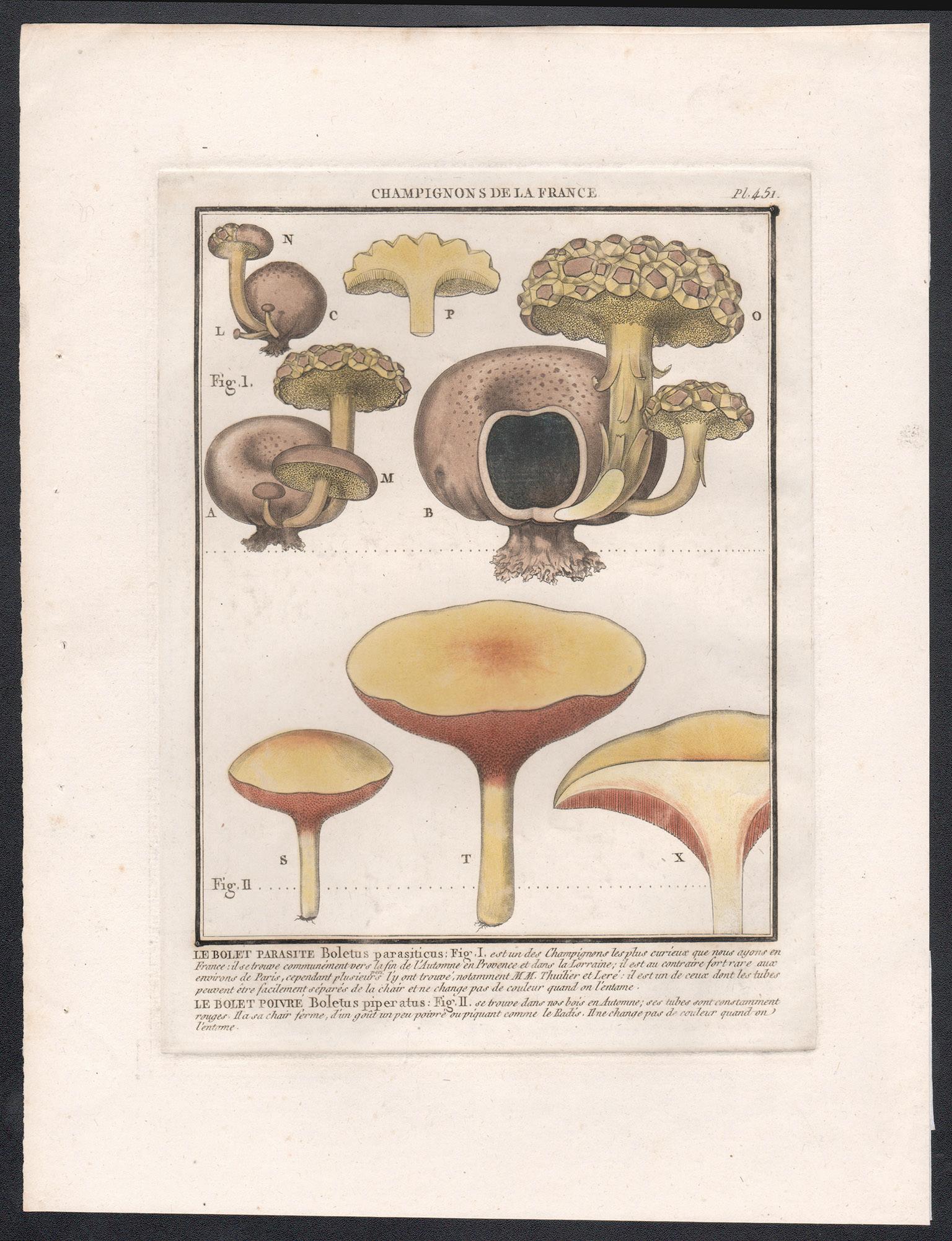 Champignon de la France, a French antique mushroom engraving, 1791 - Print by Jean Baptiste Francois Buillard