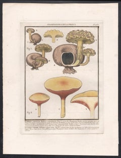 Champignon de la France, grabado francés antiguo de setas, 1791