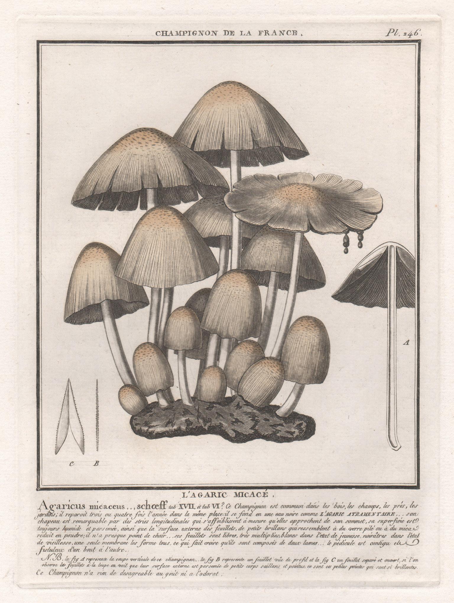 Jean Baptiste Francois Buillard Print - Champignon de la France, a French antique mushroom engraving, 1791