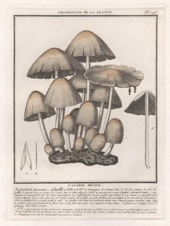 Champignon de la France, a French Antique mushroom engraving, 1791