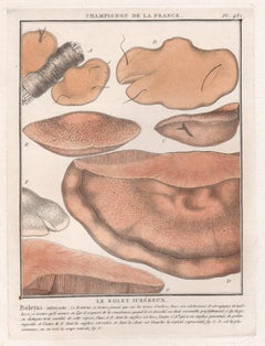 Champignon de la France, a French antique mushroom engraving, 1791