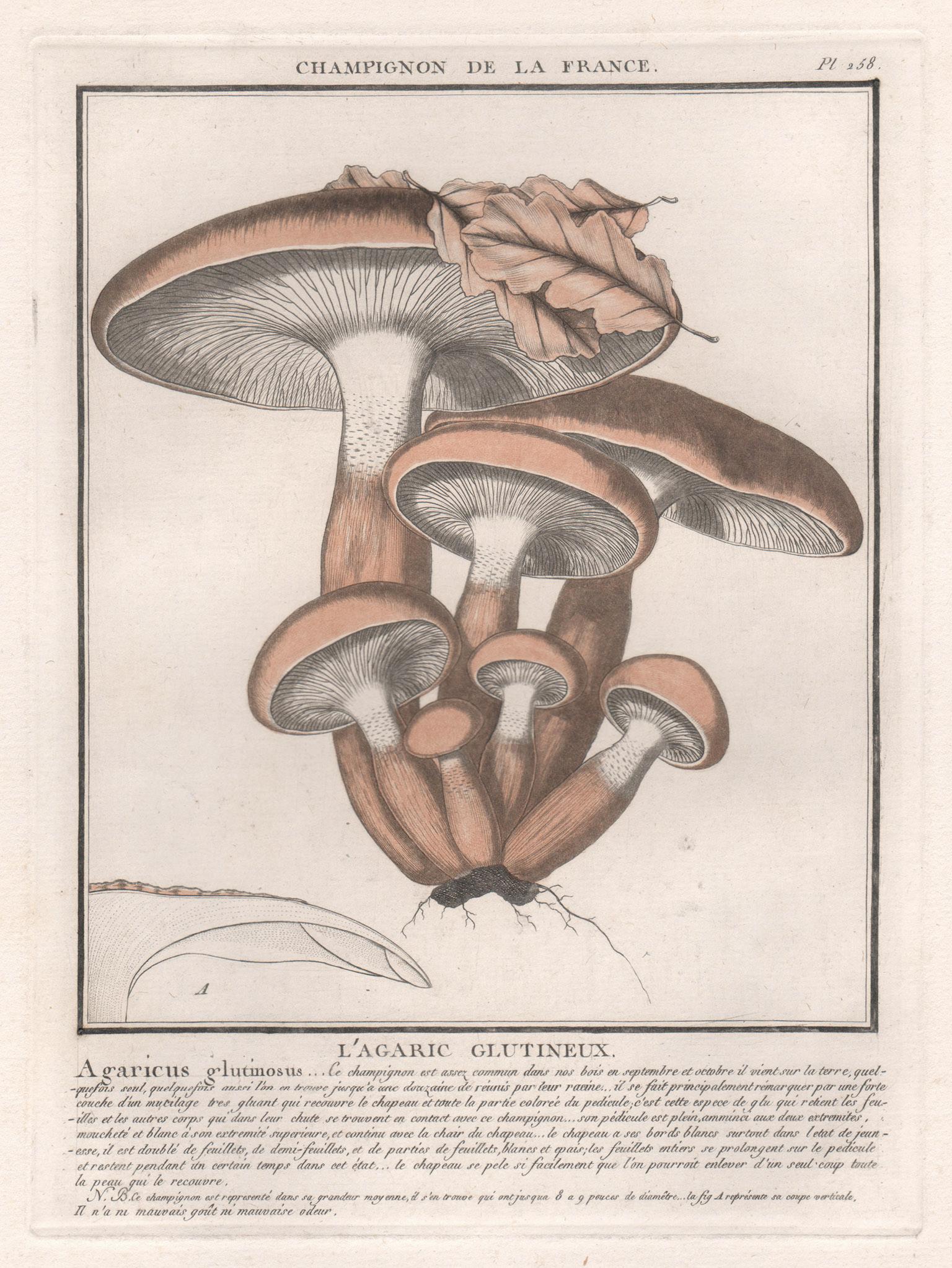 Print Jean Baptiste Francois Buillard - Champignon de la France, gravure française d'antiquités de champignons, 1791