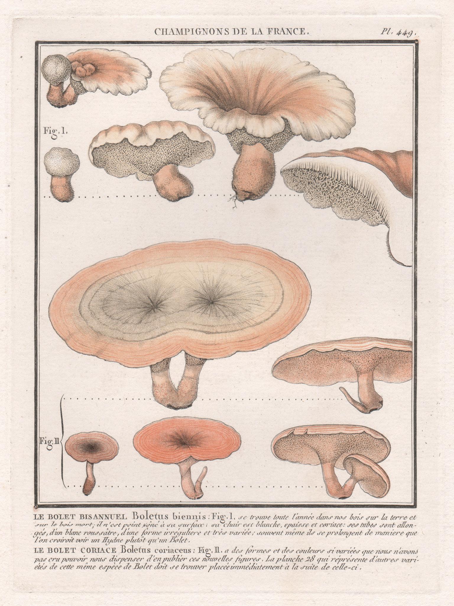 Jean Baptiste Francois Buillard Print - Champignon de la France, a French antique mushroom engraving, 1791