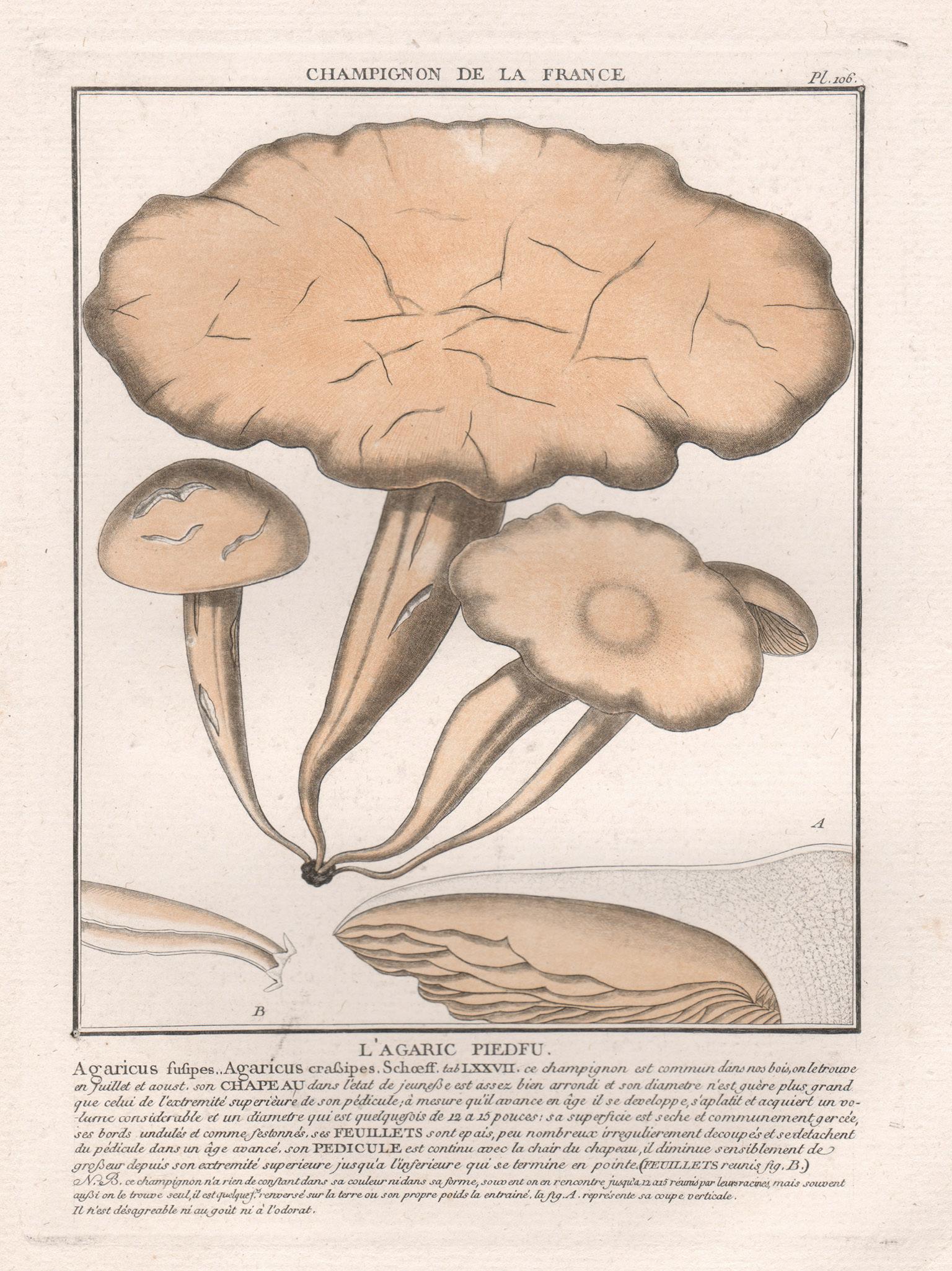 Jean Baptiste Francois Buillard Print - Champignon de la France, a French antique mushroom engraving, 1791