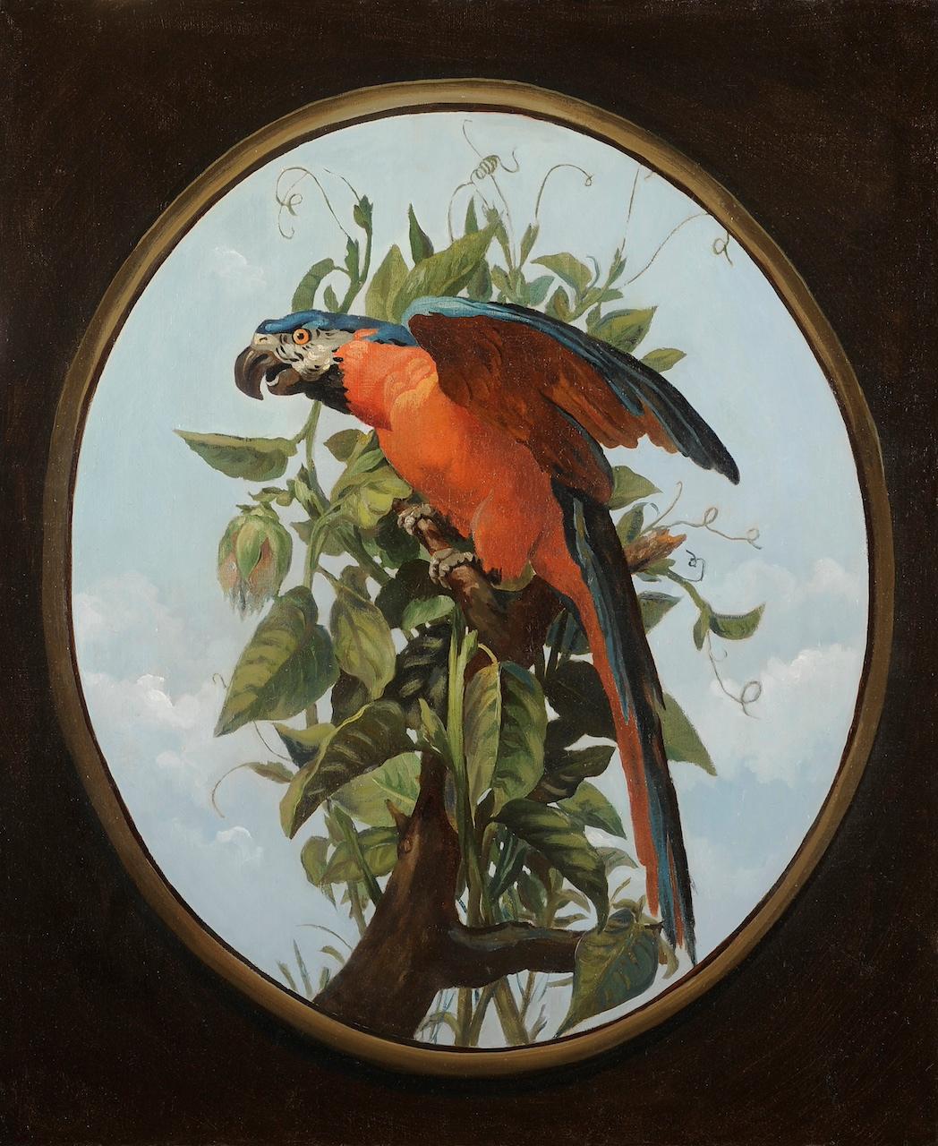 Blue macaw perched on a branch - Painting by Jean-Baptiste Oudry